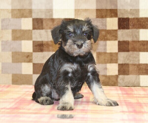 Medium Photo #4 Schnauzer (Miniature) Puppy For Sale in DENVER, PA, USA