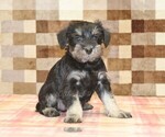 Small #3 Schnauzer (Miniature)