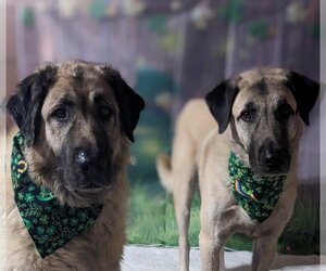 Anatolian Shepherd Dogs for adoption in Higley, AZ, USA
