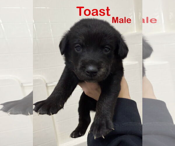 Medium Photo #2 Mutt Puppy For Sale in Jacksonville, NC, USA