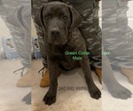 Small Photo #6 Cane Corso Puppy For Sale in DENTSVILLE, MD, USA