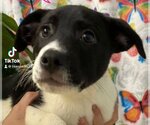 Small #1 American Pit Bull Terrier Mix