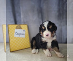 Small Photo #2 Bernese Mountain Dog-Cavalier King Charles Spaniel Mix Puppy For Sale in CUBA CITY, WI, USA