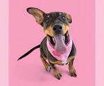 Small American Pit Bull Terrier Mix