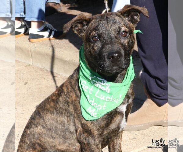 Medium Photo #1 Boxer-Unknown Mix Puppy For Sale in Washington, DC, USA