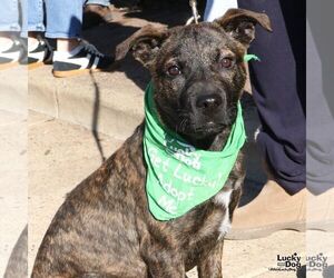 Boxer-Unknown Mix Dogs for adoption in Washington, DC, USA
