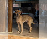 Small #2 Chihuahua Mix