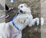 Small Photo #3 Great Pyrenees Puppy For Sale in Dallas, TX, USA