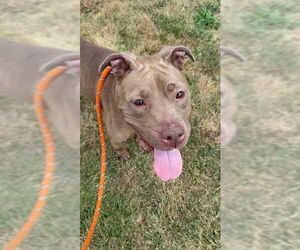 American Pit Bull Terrier Dogs for adoption in Louisville, KY, USA