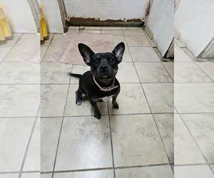 English Boston Bulldog Dogs for adoption in El Centro, CA, USA
