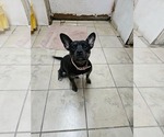 Small English Boston Bulldog