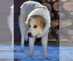 Small Photo #1 Great Pyrenees Puppy For Sale in LAS VEGAS, NV, USA