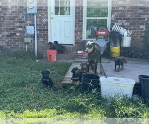 Doberman Pinscher Litter for sale in GOOSE CREEK, SC, USA