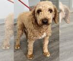 Small Cavapoo (Miniature)