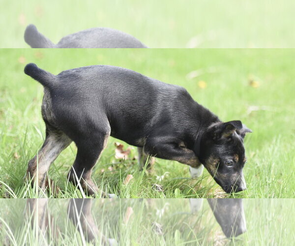 Medium Photo #5 Australian Shepherd-Chihuahua Mix Puppy For Sale in Mechanicsburg, PA, USA