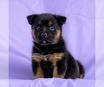 Small Photo #2 Australian Kelpie-Unknown Mix Puppy For Sale in San Diego, CA, USA