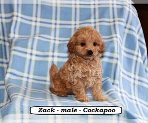 Cockapoo Puppy for sale in HOPKINSVILLE, KY, USA