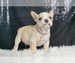 Small #3 French Bulldog