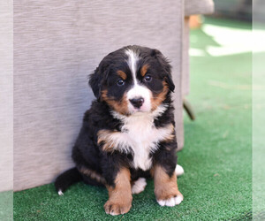 Bernese Mountain Dog Puppy for sale in Bila Tserkva, Kyiv, Ukraine