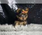 Small #5 Yorkshire Terrier