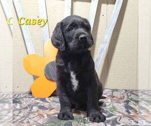 Labradoodle-Poodle (Standard) Mix Puppy for sale in CANAJOHARIE, NY, USA