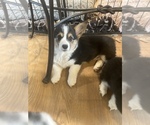Small Photo #2 Pembroke Welsh Corgi Puppy For Sale in AMITY, OR, USA