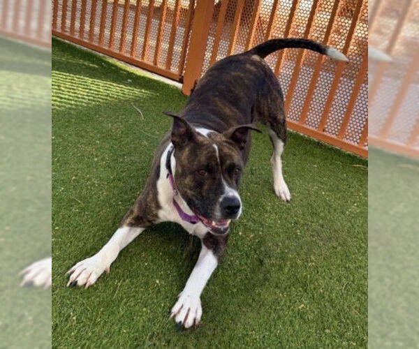 Medium Photo #2 Mutt Puppy For Sale in Las Vegas, NV, USA