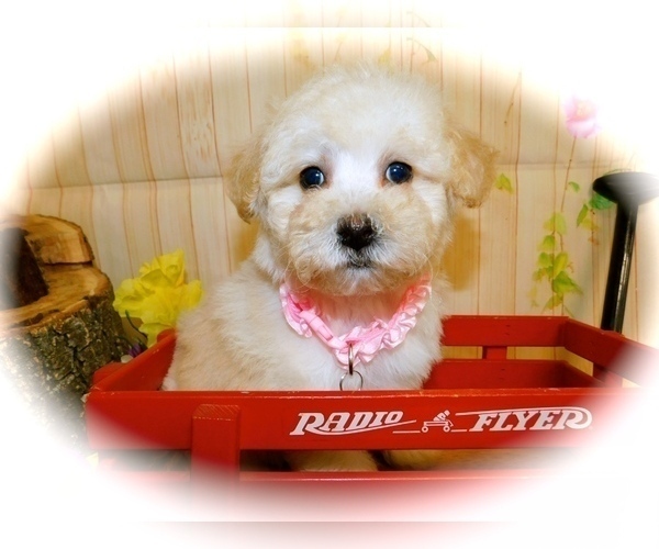 Medium Photo #1 Maltese-Poodle (Toy) Mix Puppy For Sale in HAMMOND, IN, USA