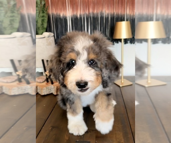 Medium Photo #7 Bernedoodle Puppy For Sale in CENTURIA, WI, USA