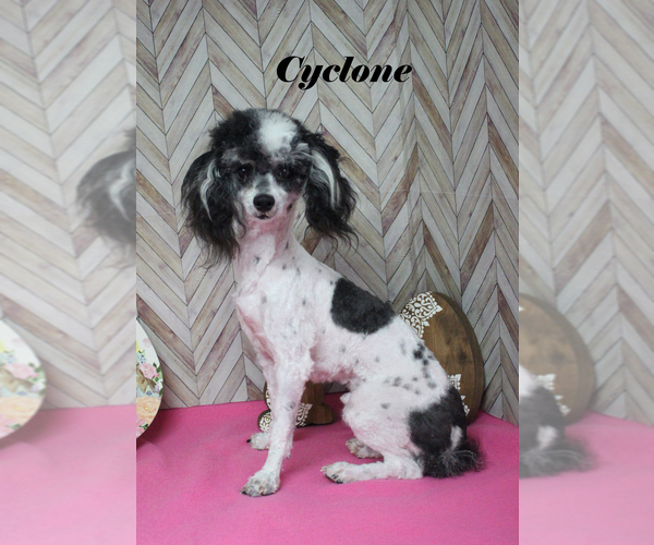Medium Photo #17 Poodle (Toy) Puppy For Sale in CHANUTE, KS, USA