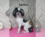 Small #16 Poodle (Toy)