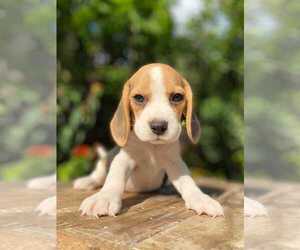 Beagle Harrier Puppy for sale in SMITHVILLE FLATS, NY, USA