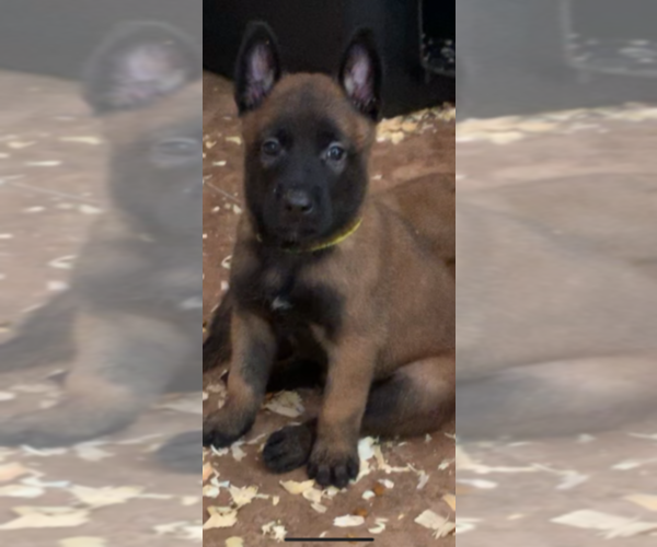 Medium Photo #1 Belgian Malinois Puppy For Sale in MISSION, TX, USA