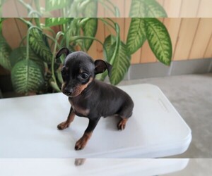 Miniature Pinscher Puppy for sale in GRAND RAPIDS, MI, USA