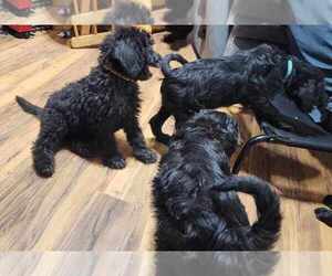 Labradoodle Puppy for sale in AIKEN, SC, USA