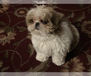 Shih Tzu Dog for Adoption in CENTERVILLE, Iowa USA