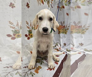 Clover - Male Golden Labrador Dog for Adoption - Photo #5