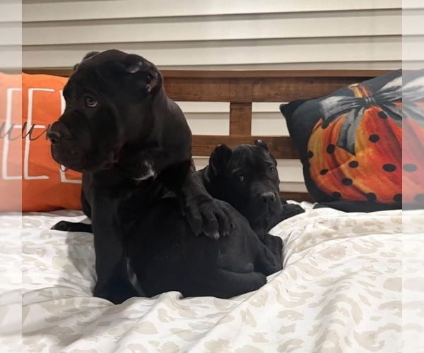 Medium Photo #4 Cane Corso Puppy For Sale in BLADENBORO, NC, USA