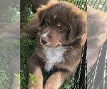 Small Photo #4 Australian Shepherd Puppy For Sale in MORROW, OH, USA