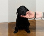 Puppy Red collar Labrador Retriever