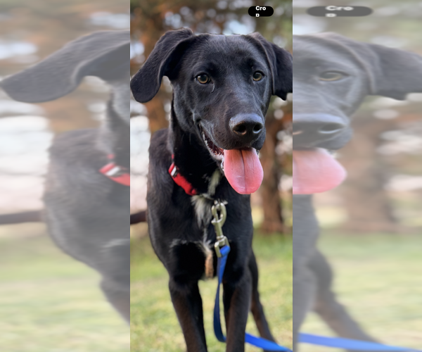 Medium Photo #3 Labrador Retriever-Unknown Mix Puppy For Sale in Conway, AR, USA