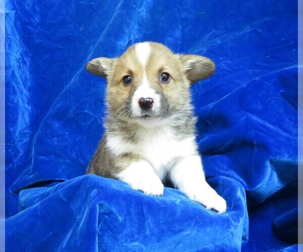 Medium Photo #10 Pembroke Welsh Corgi Puppy For Sale in NORWOOD, MO, USA