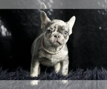 Small Photo #3 French Bulldog Puppy For Sale in WARSAW, IN, USA