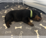 Puppy Green Collar Rottweiler