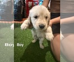 Puppy Dark Teal Golden Retriever