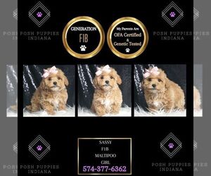 Maltipoo Puppy for Sale in WARSAW, Indiana USA