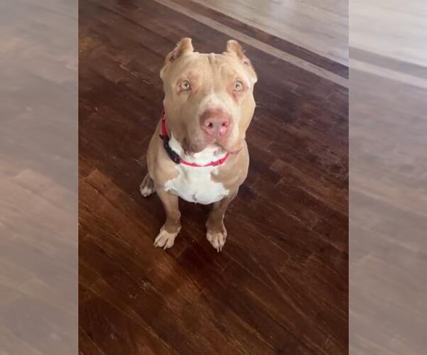Medium Photo #2 American Staffordshire Terrier-Unknown Mix Puppy For Sale in San Antonio, TX, USA