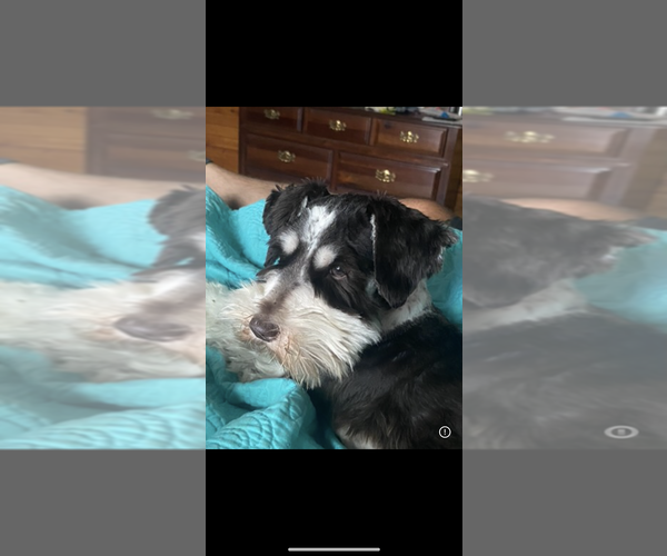 Medium Photo #1 Schnauzer (Miniature) Puppy For Sale in BLOUNTSTOWN, FL, USA