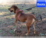 Small #2 Redbone Coonhound-Rhodesian Ridgeback Mix