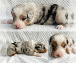 Small #1 Miniature Australian Shepherd